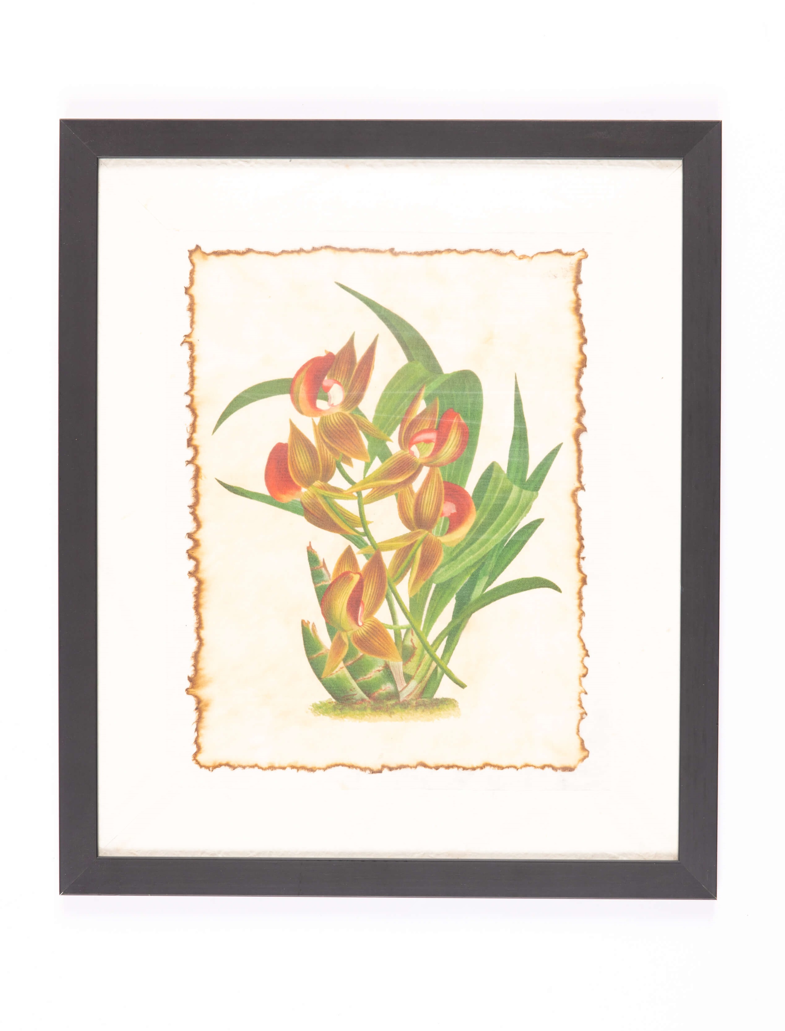 Painting of Malaysian Flowers-圖片